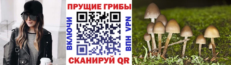 как найти закладки Берёзовка Псилоцибиновые грибы Cubensis